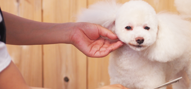 Dog Salon Eagle 広島県呉市にある愛犬たちがリラックスして過ごせる犬の美容室 ペットホテルです